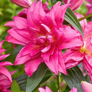 Roselily Floretta