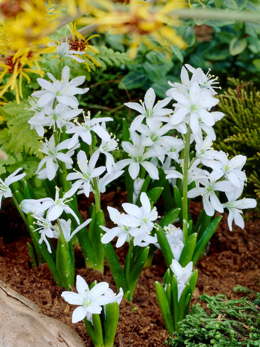Scilla Tubergeniana (Vit scilla) - Bild 2