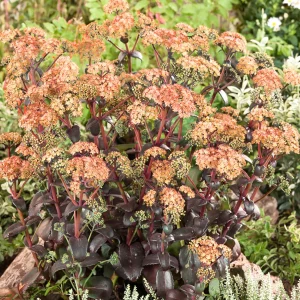 Sedum Orange Xenox (Fetknopp)