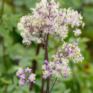 Thalictrum Elin (Ruta)