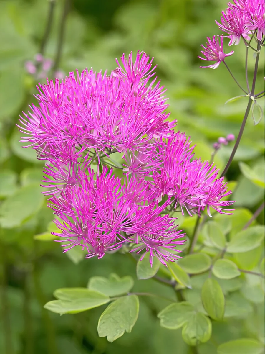 Thalictrum Thundercloud (Ruta) - Bild 2