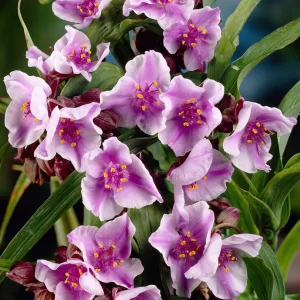Tremastarblomma Bilberry Ice