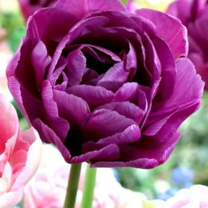 Tulpan Blue Diamond