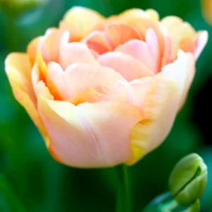 Tulpan Charming Beauty®