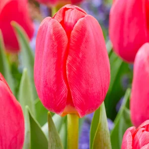 Tulpe Lipstick