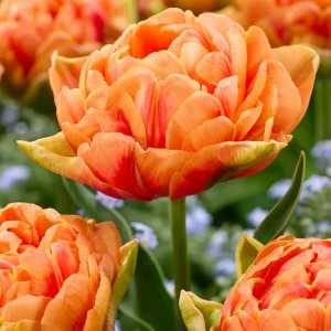 Tulpan Orange Flavour