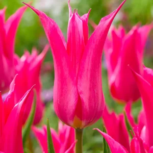 Tulpe Oriental Pearl