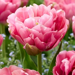 Tulpan Precious Pink