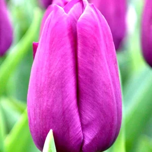 Tulpan Purple Prince