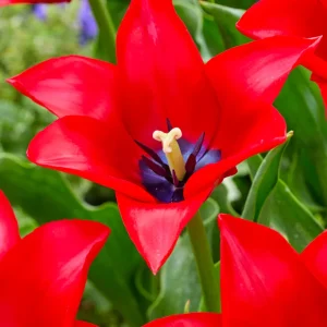 Tulpan Red Lightning Blue