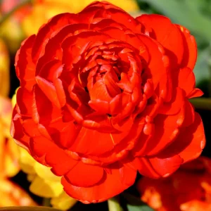 Tulpan Red Pomponette