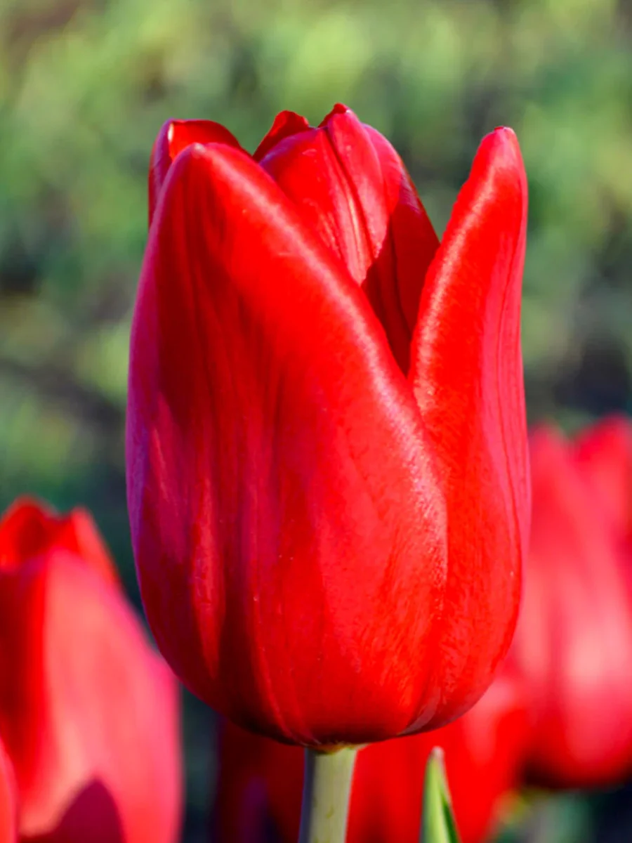 Tulpan Red Power - Bild 2
