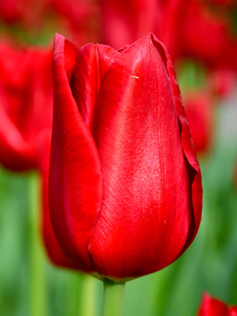 Tulpan Red Power - Bild 4