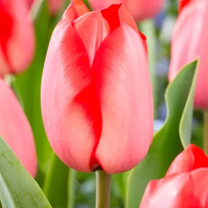 Tulpe Red Tiger