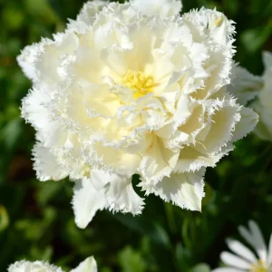 Tulpan Snow Crystal