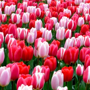 Tulpan Strawberry Fields-kollektion