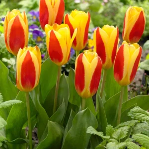 Tulpan Stresa