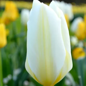 Tulpan White Emperor