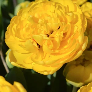Tulpan Yellow Pomponette