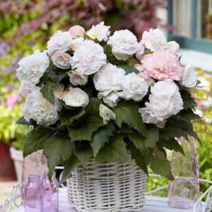 Begonia Wummi Apfelblüte