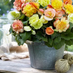 Begonia Wummi Maskerade