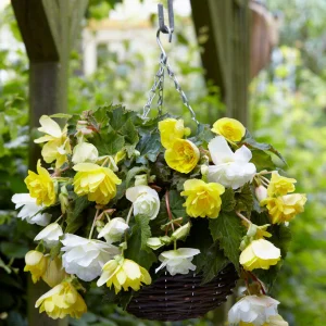 Begonia Cascade Gul/Vit Blandad